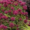 Monarda x didyma 'Grand Marshall'