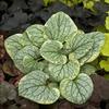 Brunnera macrophylla 'King's Ransom'