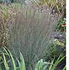 Schizachyrium scoparium 'Blue Heaven'