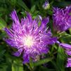 Stokesia laevis 'Purple Pixie'