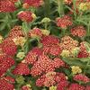 Achillea millefolium 'Strawberry Seduction'