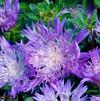 Stokesia laevis 'Elf'