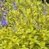 Veronica prostrata 'Aztec Gold'
