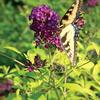 Buddleia davidii 'Evil Ways'