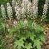 Tiarella cordifolia 'Oakleaf'
