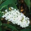 Buddleia davidii 'Buzz Ivory'