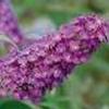 Buddleia davidii 'Buzz Magenta Purple'