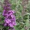 Buddleia davidii 'Buzz Violet'
