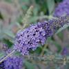 Buddleia davidii 'Buzz Violet Blue'
