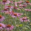 Echinacea 'Ruby Giant'