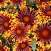 Gaillardia grandiflora 'Fanfare'