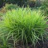 Carex muskingumensis 'Oehme'