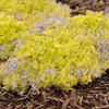 Campanula garganica 'Dickson's Gold'