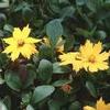 Coreopsis auriculata 'Elfin Gold'