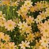 Coreopsis verticillata 'Sienna Sunset'
