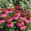 Echinacea 'Sombrero Hot Pink'