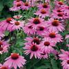 Echinacea 'Primadonna Deep Rose'