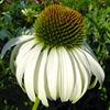 Echinacea 'Primadonna White'