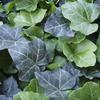 Hedera helix 'Thorndale'