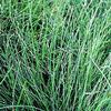 Equisetum scirpoides