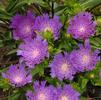 Stokesia 'Purple Parasols'