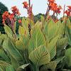 Canna 'Pretoria (syn.Striata)'