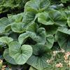 Brunnera macrophylla