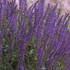 Salvia nemorosa 'Mainacht MAY NIGHT'
