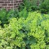 Alchemilla mollis