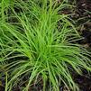 Carex dolichostachva 'Kaga-nishiki GOLD FOUNTAINS'