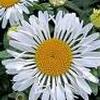 Leucanthemum x superbum 'Lacrosse'