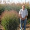 Panicum virgatum 'Dust Devil'