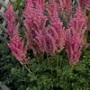 Astilbe chinensis 'Rise and Shine'