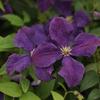 Clematis 'Polish Spirit'