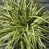 Carex oshimensis 'Gold Strike'