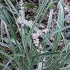 Liriope muscari 'Silver Dragon'