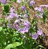 Phlox carolina ssp carolina Kim