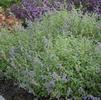 Nepeta 'Little Trudy'