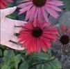 Echinacea 'Solar Flare'