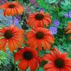 Echinacea 'Tangerine Dream'