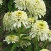 Echinacea 'Meringue'