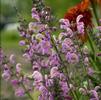 Salvia 'Sweet 16'