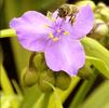 Tradescantia 'Sunshine Charm'