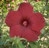Hibiscus 'My Valentine'