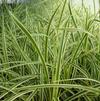 Carex morrowii 'Ice Ballet'