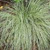 Carex morrowii 'Silk Tassel'