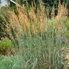 Sorgastrum nutans 'Sioux Blue'