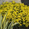 Aurinia saxatilis 'Summit'