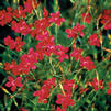 Dianthus deltoides 'Vampire'