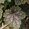 Heuchera americana 'Marvelous Marble'